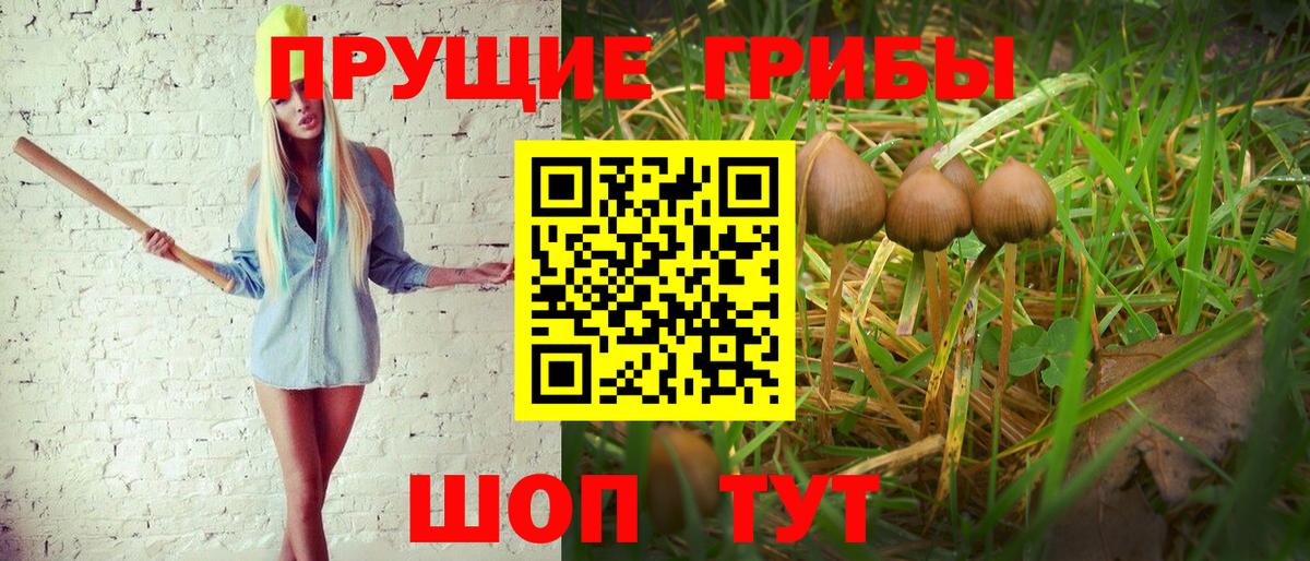Богородицк  как найти закладки  Вход с VPN  Галлюциногенные грибы Cubensis 